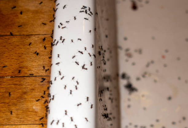Best Pest Inspection Near Me  in Warrensburg, IL