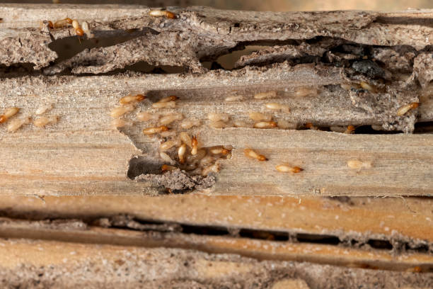Best Ant Control Services  in Warrensburg, IL