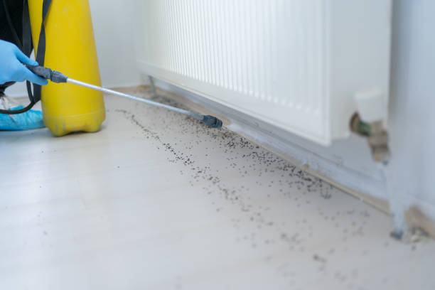 Best Termite Control Services  in Warrensburg, IL